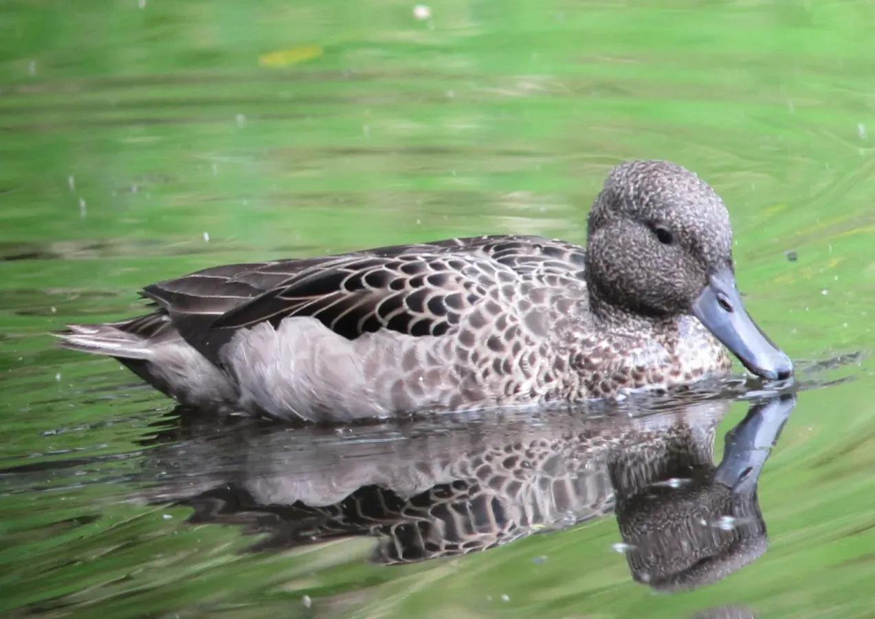 File:Anas andium Garceta barcina Andean Teal (6408254343).jpg