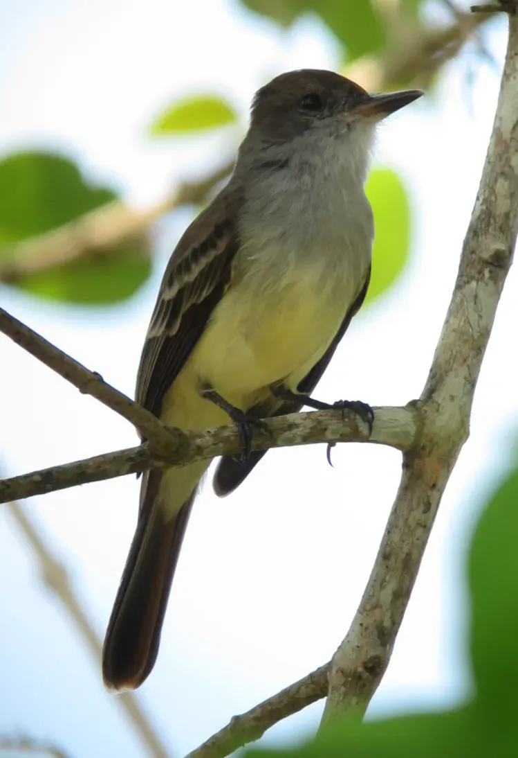 File:Myiarchus venezuelensis Atrapamoscas venezolano Venezuelan Flycatcher (6267398869).jpg