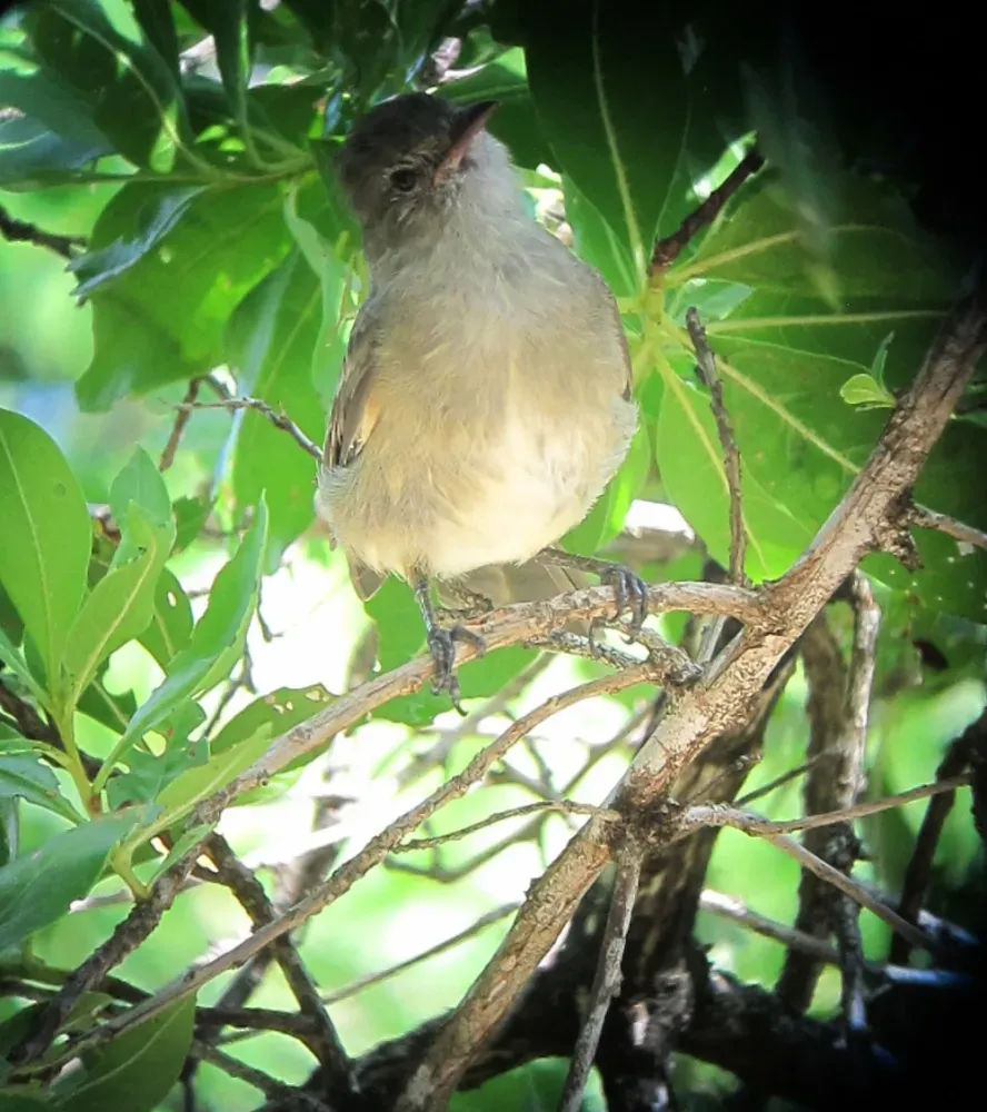 File:Elaenia martinica Elaenia caribeña Caribbean Elaenia (15352427467).jpg