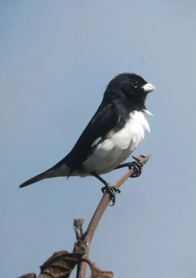 File:Sporophila luctuosa Espiguero negriblanco Black-and-White Seedeater (15184250877).jpg