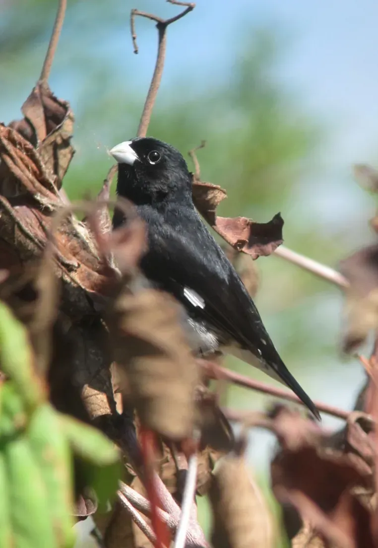 File:Sporophila luctuosa Espiguero negriblanco Black-and-White Seedeater (15184050790).jpg