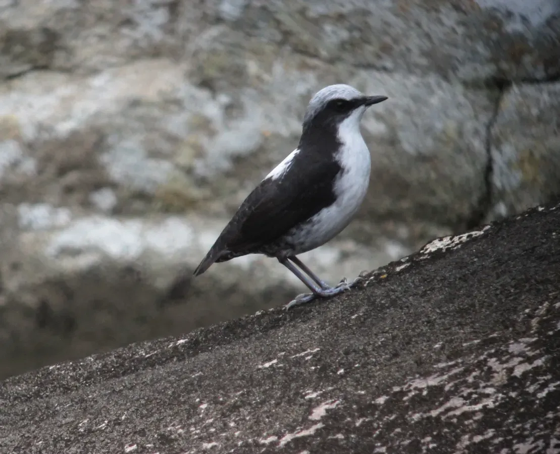 File:Cinclus leucocephalus Mirlo-acuático Suramericano White-capped Dipper (14828432371).jpg