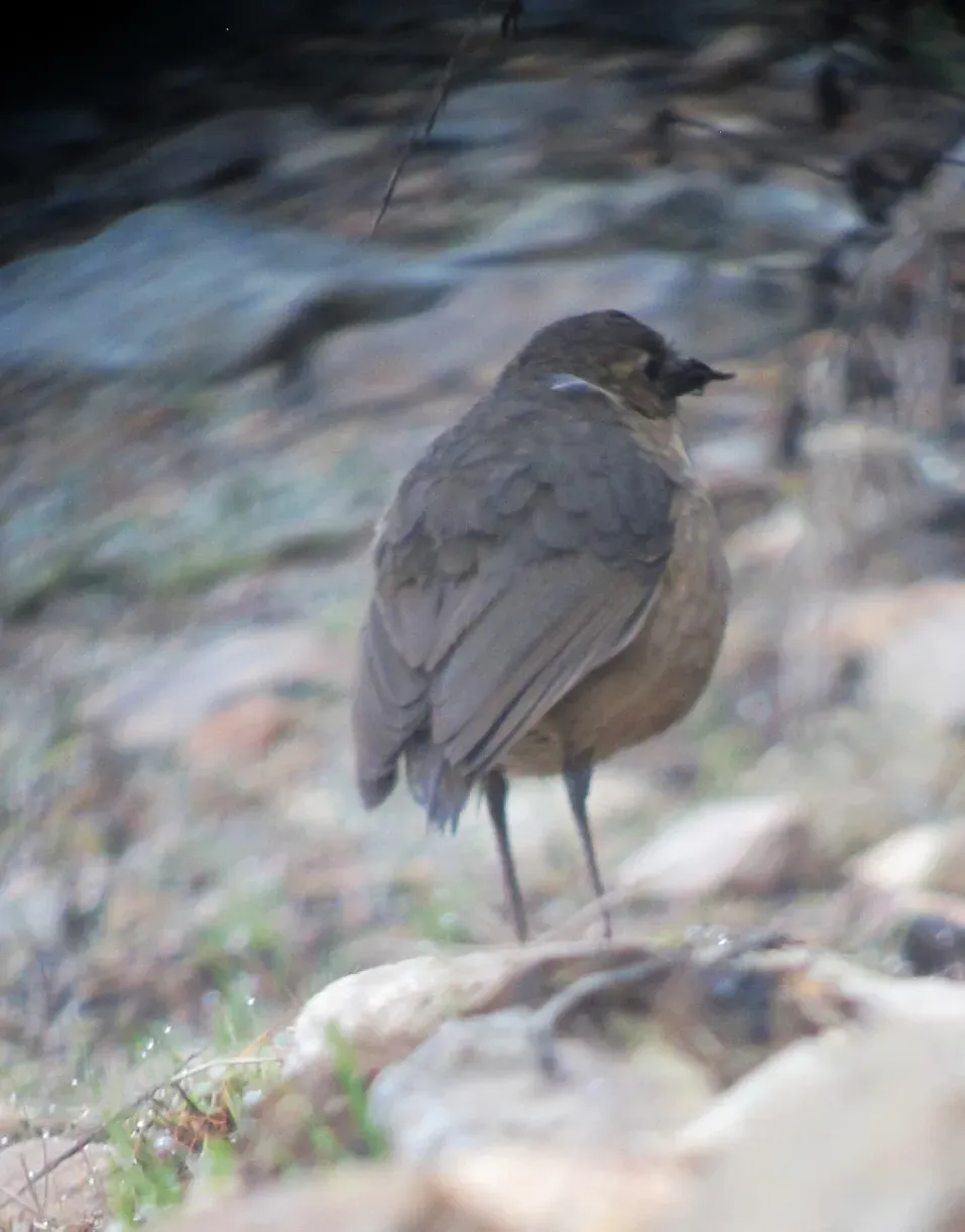 File:Grallaria quitensis Tororoi leonado Tawny Antpitta (8723641201).jpg