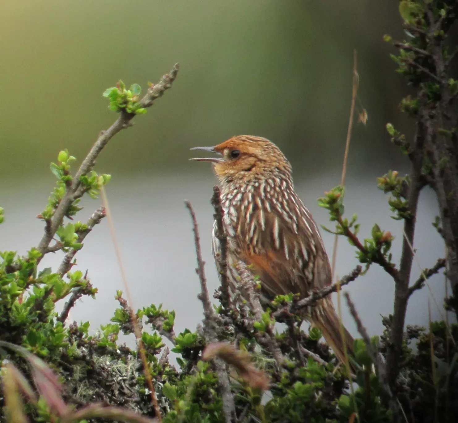 File:Asthenes flammulata Canastero flamulado Many-striped Canastero (8723246435).jpg