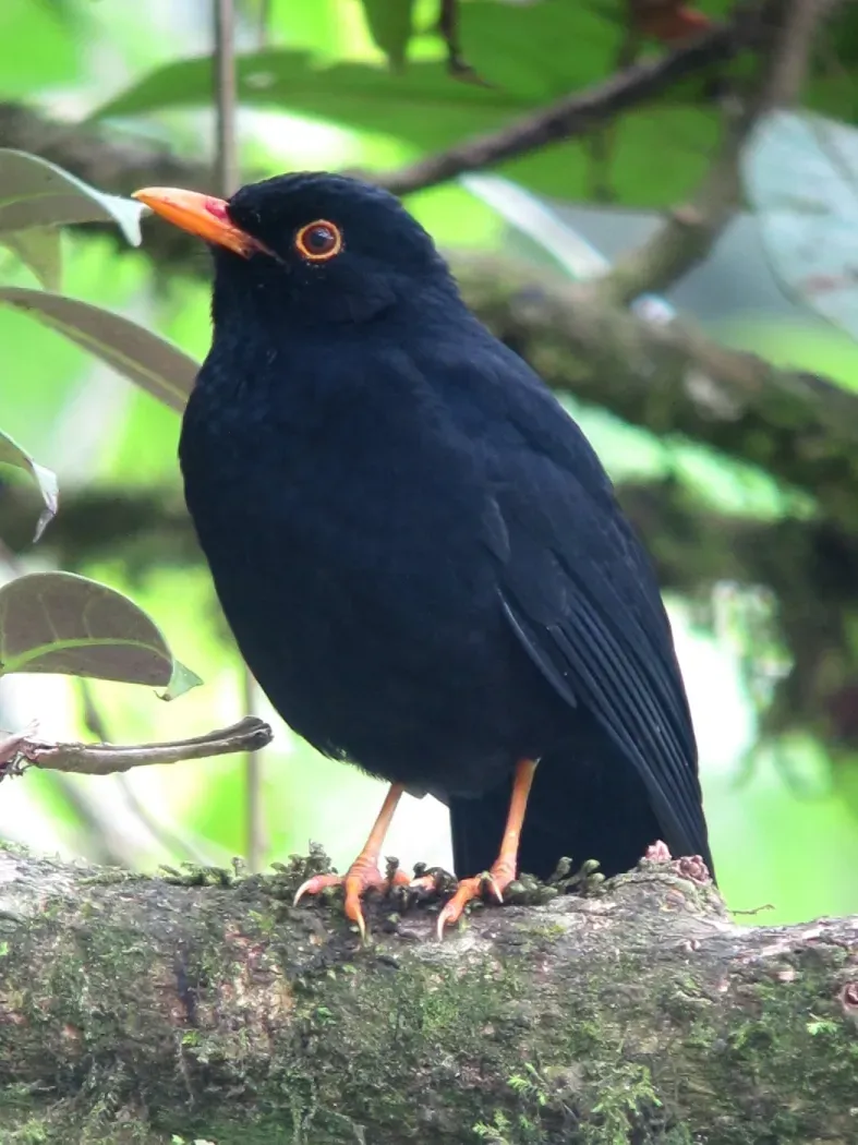 File:Turdus serranus Mirla serrana Glossy-Black Thrush ( male ) (8698403263).jpg