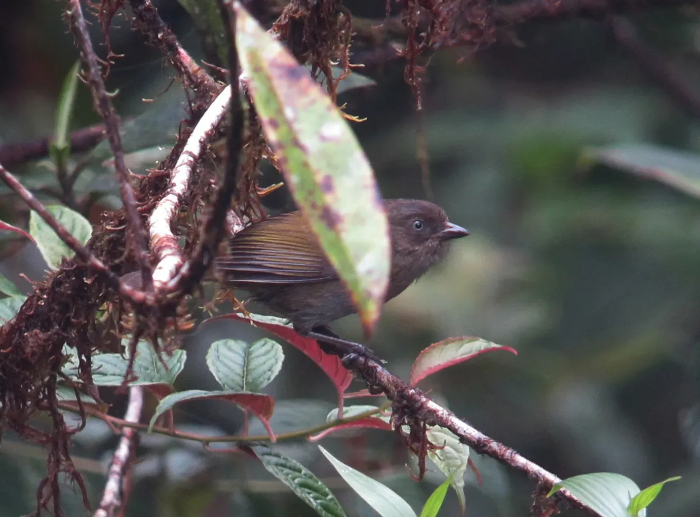 File:Chlorospingus semifuscus Montero grisáceo Dusky Bush-Tanager (8451004038).jpg