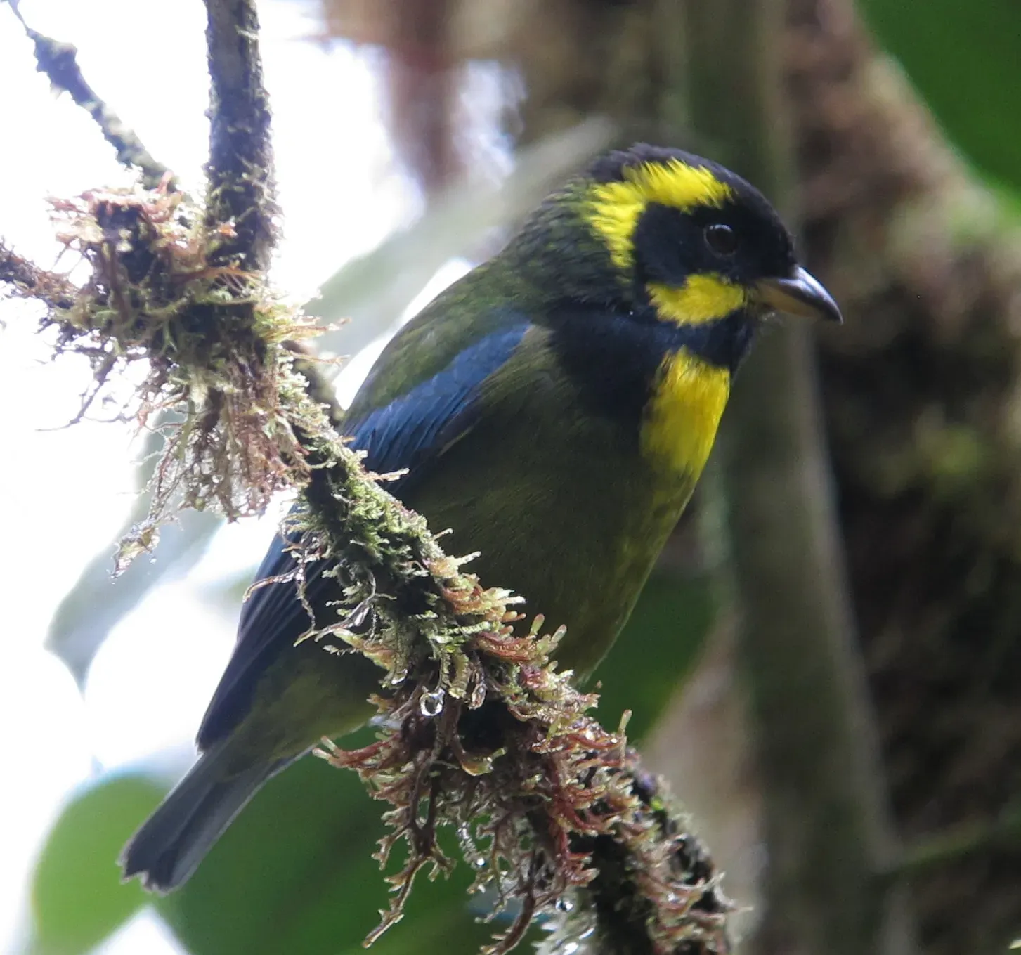 File:Bangsia aureocincta Tangara de Tatamá Gold-ringed Tanager (8441221175).jpg