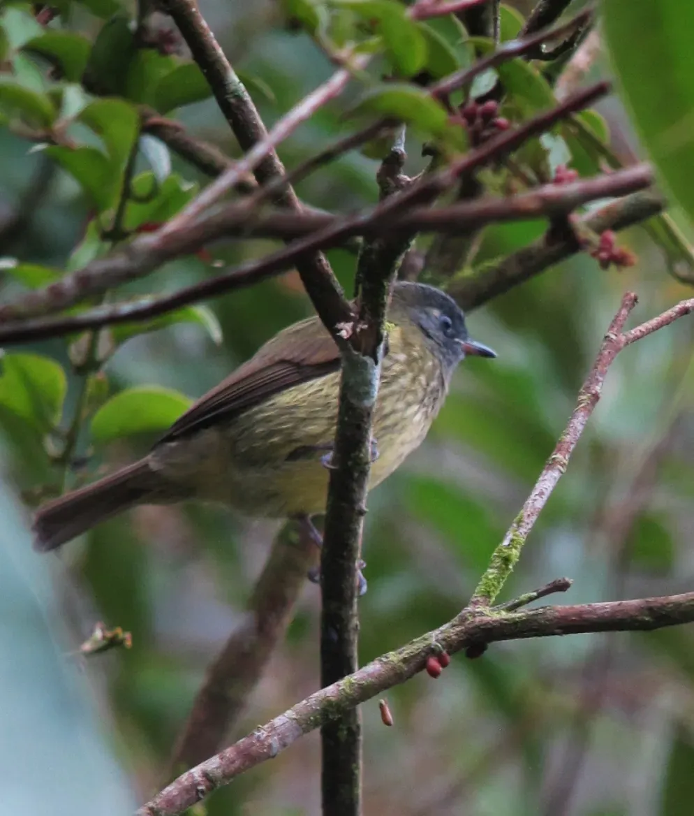 File:Mionectes olivaceus Atrapamoscas oliváceo Olive-striped Flycatcher (8428304537).jpg