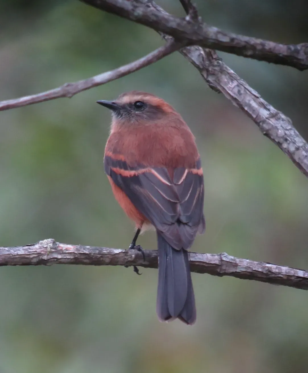 File:Ochthoeca fumicolor Pitajo ahumado Brown-backed Chat-Tyrant (11222145464).jpg