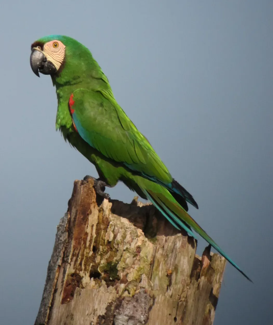 File:Ara severus - Guacamaya cariseca - Chestnut-Fronted Macaw (7503884654).jpg