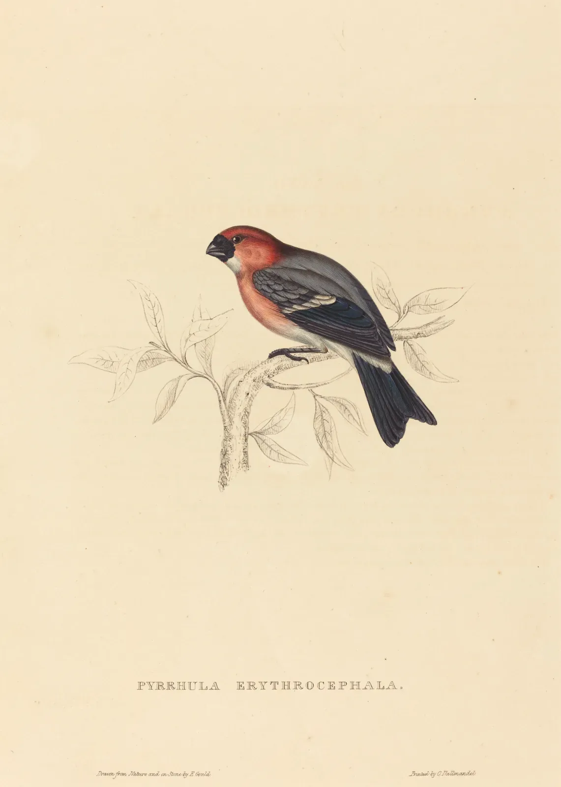 File:Elizabeth Gould, Pyrrhula Erythrocephala (Redheaded Bullfinch), NGA 53548.jpg