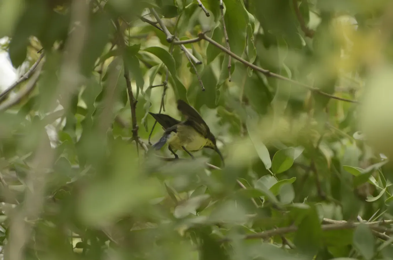 File:Long-billed Sunbird Cinnyris lotenius JEG9721.jpg