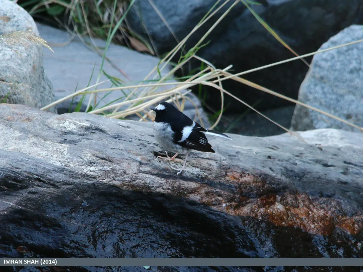 File:Little Forktail (Enicurus scouleri) (15877237456).jpg
