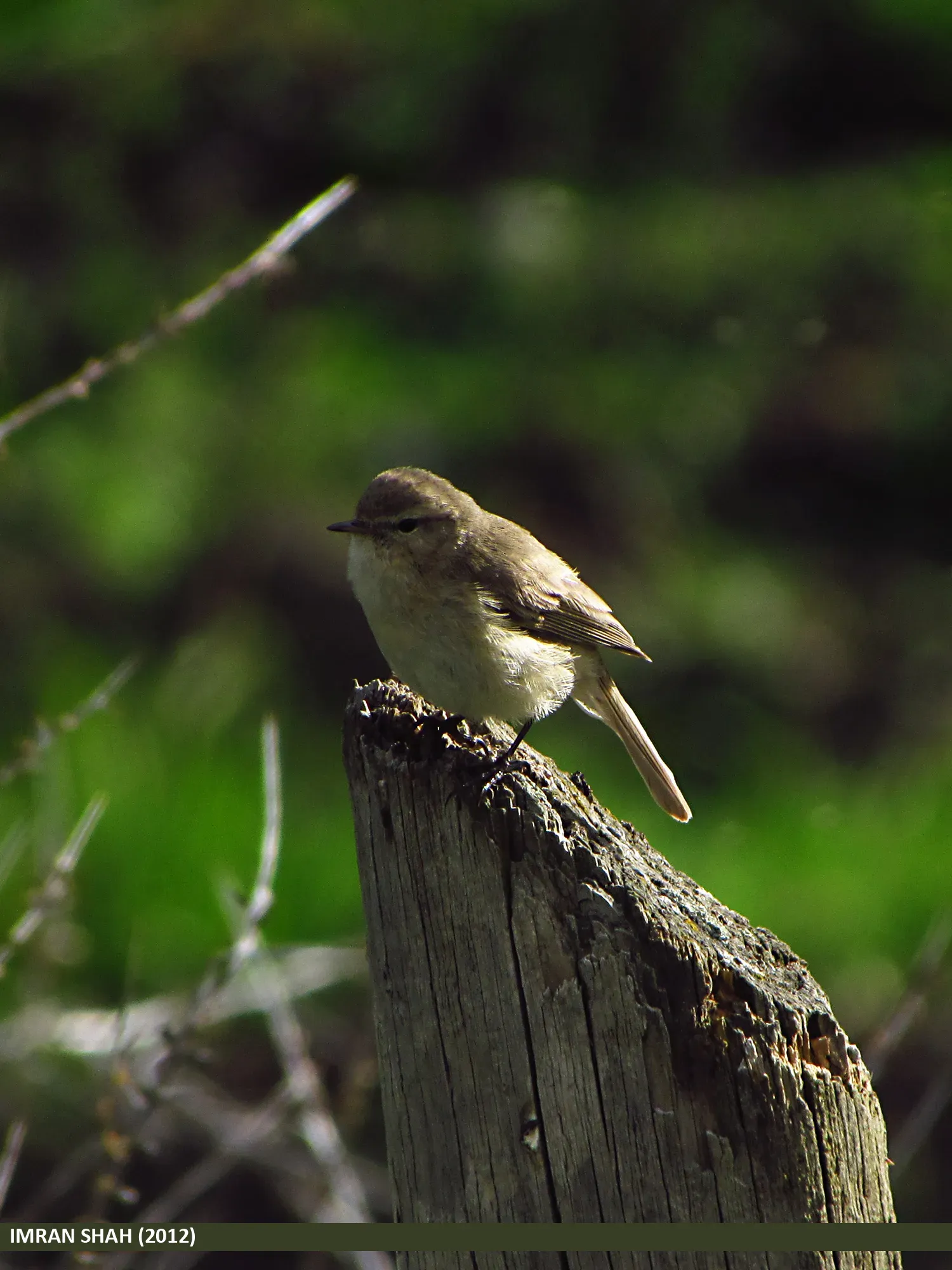 File:Mountain Chiffchaff (Phylloscopus sindianus) (15274147203).jpg