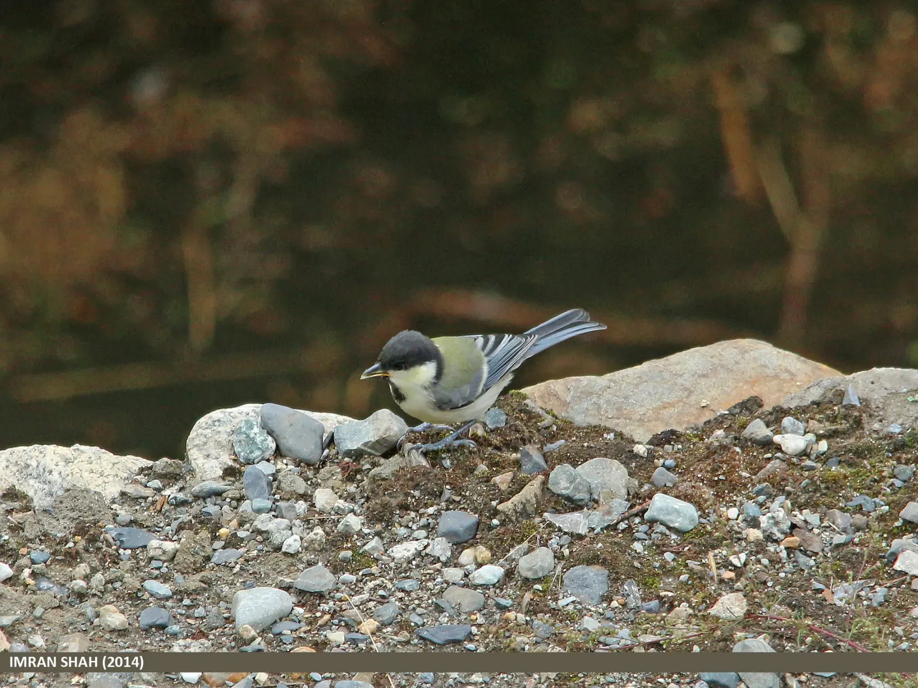 File:Cinereous Tit (Parus cinereus) (15708493710).jpg