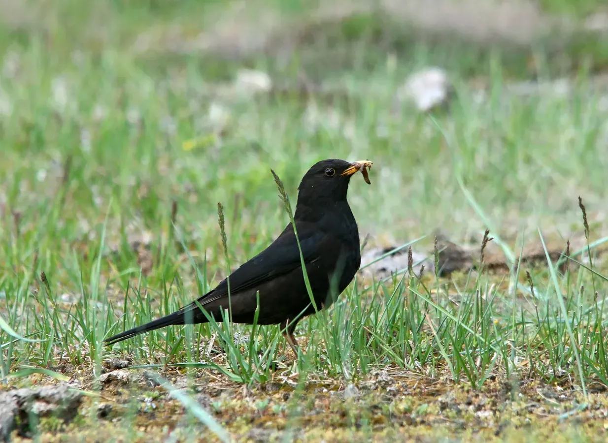 File:Tibetan Blackbird (Turdus maximus), Hunza, Pakistan (23983504890).jpg