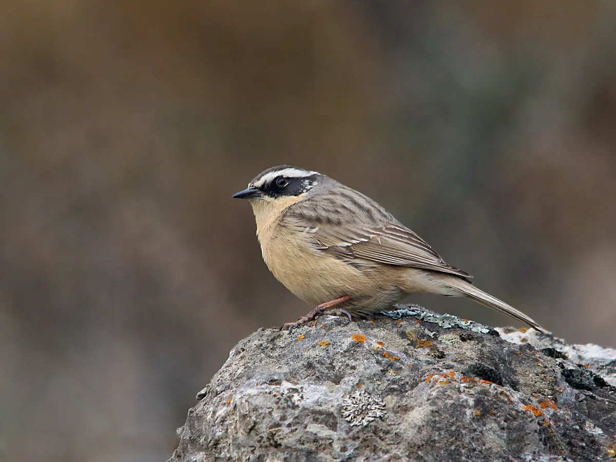 File:Brown Accentor (Prunella fulvescens) (15709212937).jpg