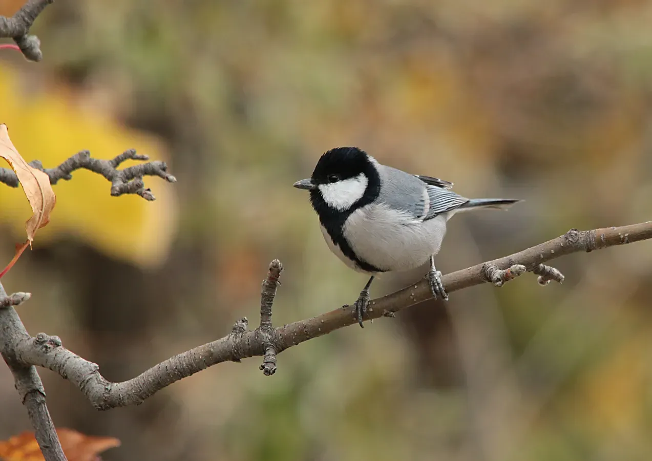File:Cinereous Tit (Parus cinereus) (15275201963).jpg
