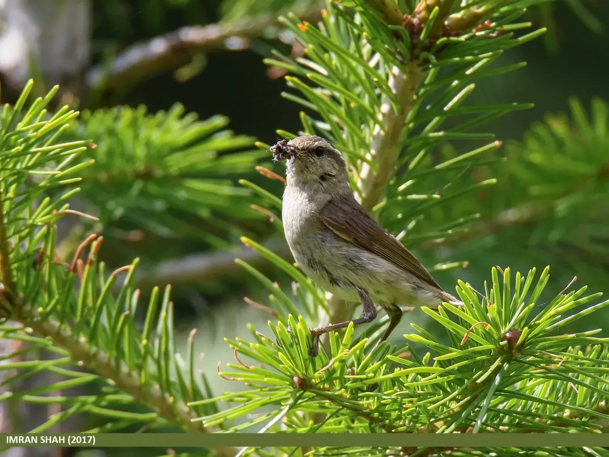 File:Tytler's Leaf Warbler (Phylloscopus tytleri) (30876181887).jpg