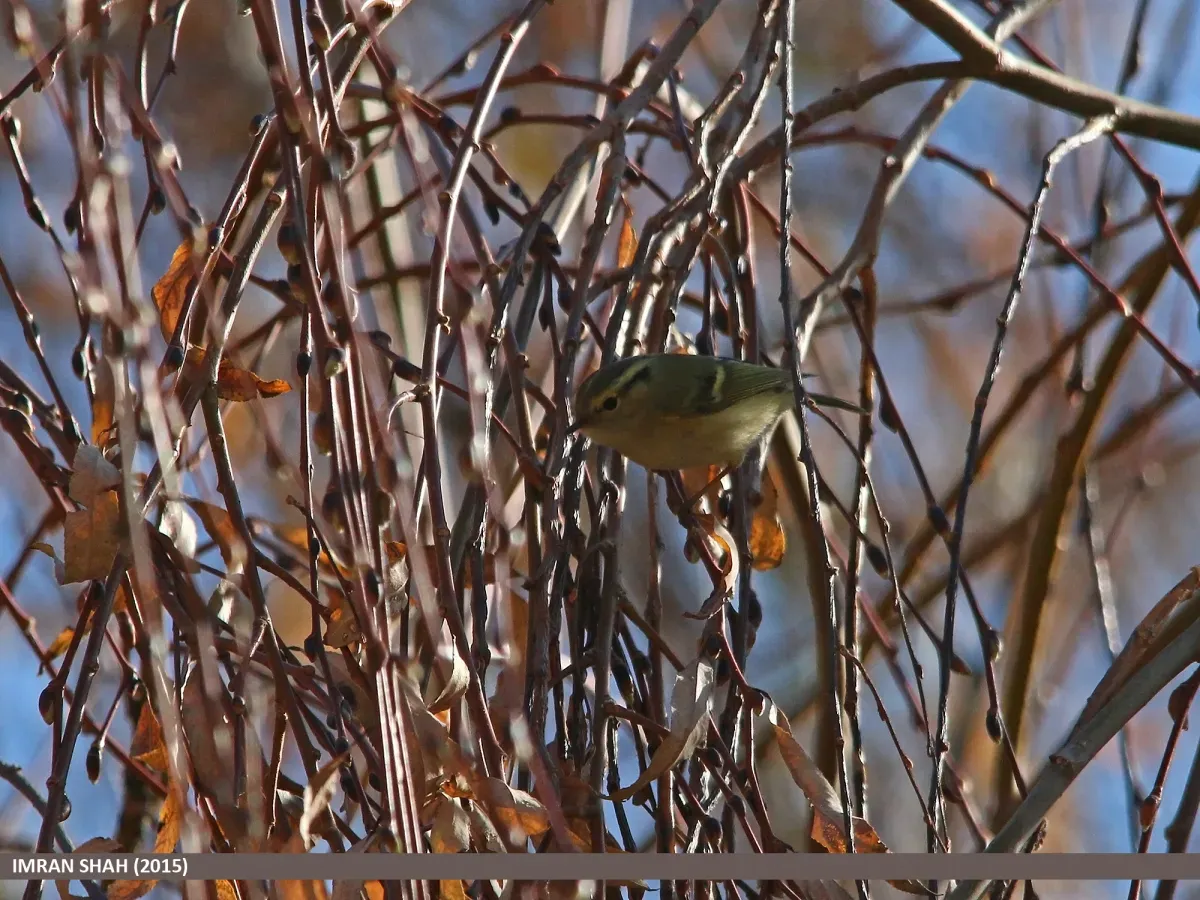 File:Lemon-rumped Warbler (Phylloscopus chloronotus) (15784264994).jpg