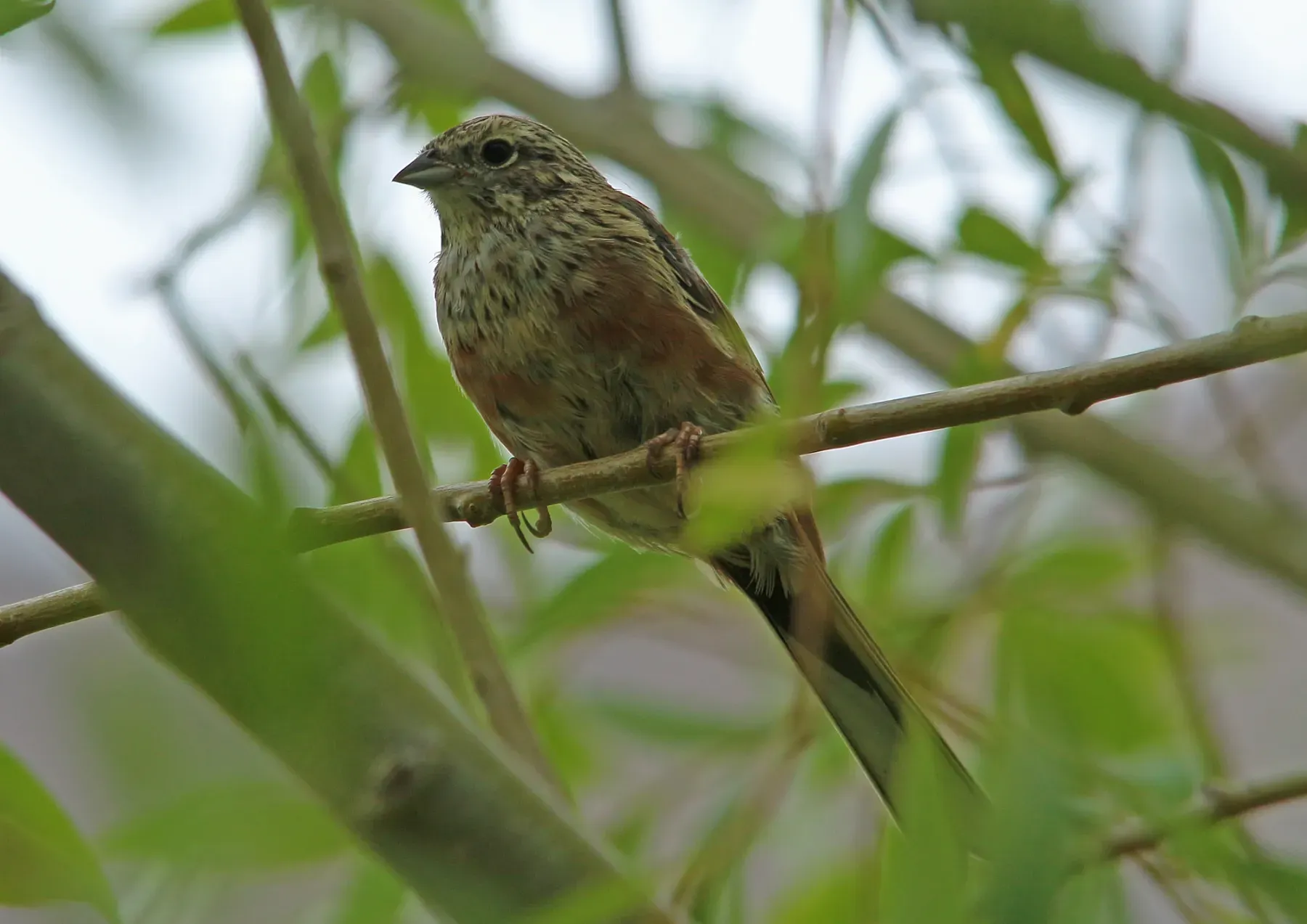 File:Chestnut-eared Bunting (Emberiza fucata) (15274121984).jpg