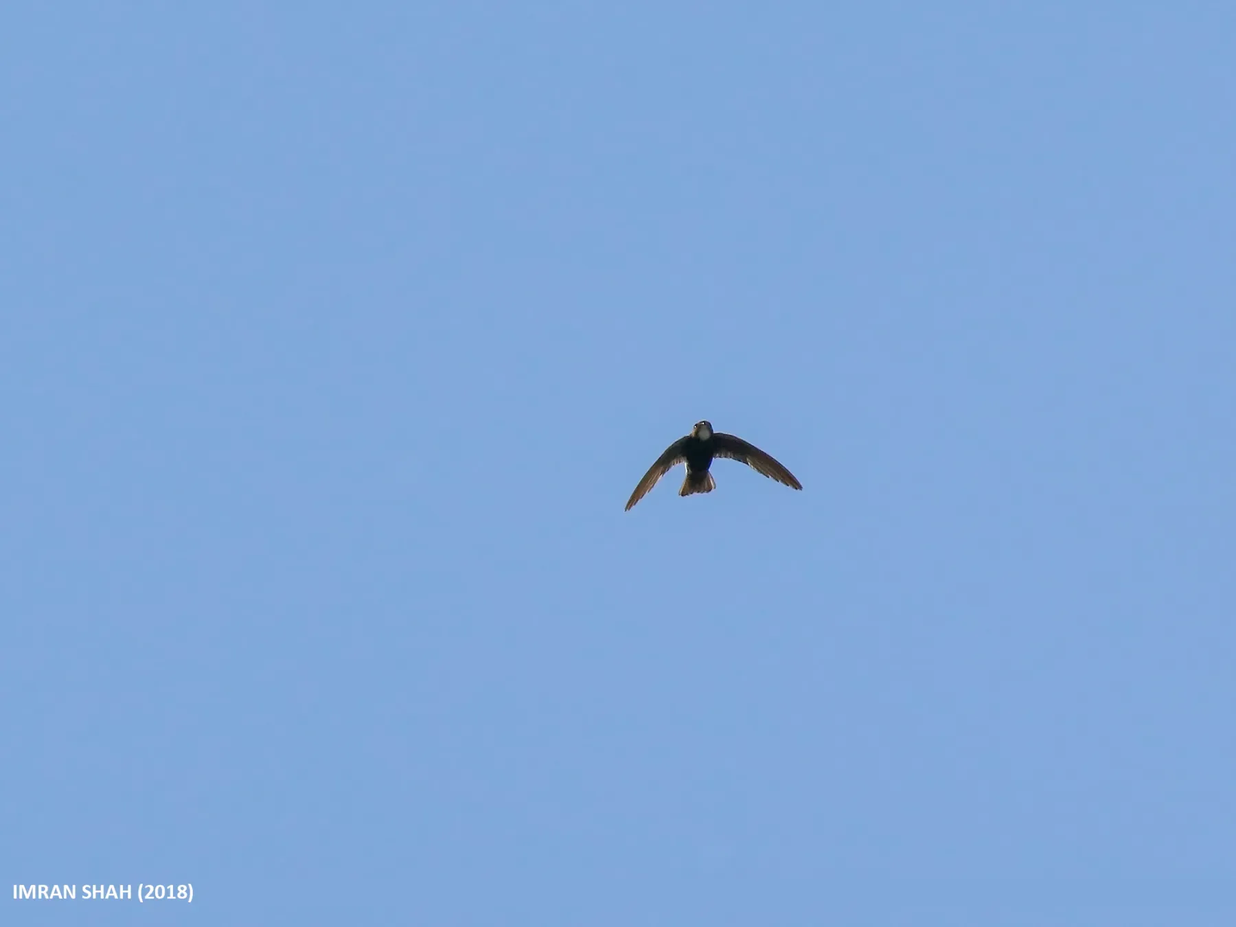 File:Little Swift (Apus affinis) (32719569228).jpg