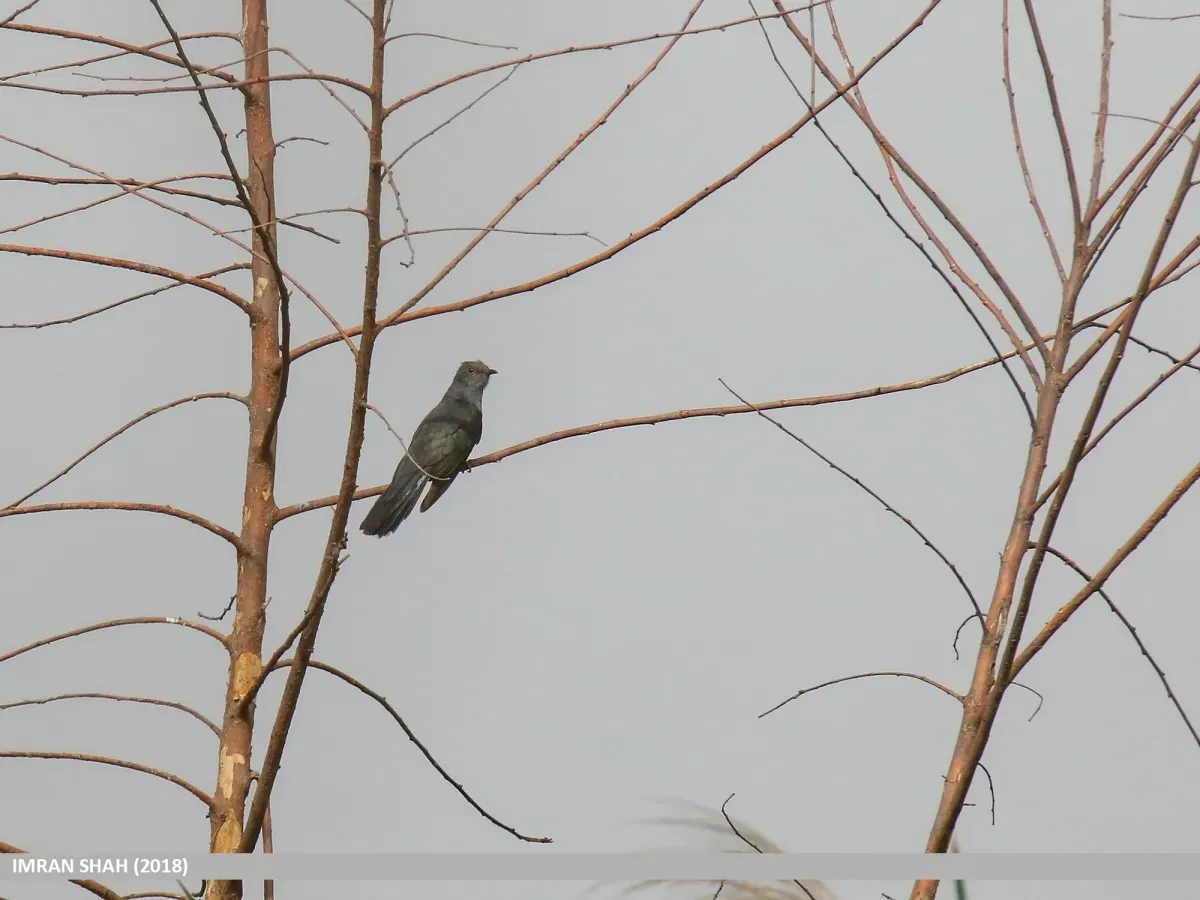 File:Grey-bellied Cuckoo (Cacomantis passerinus) (31638241527).jpg
