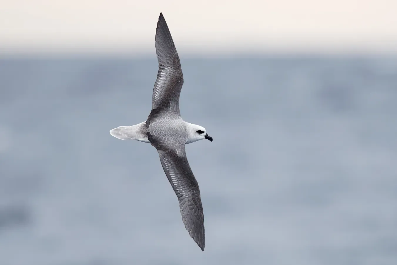 File:File-Pterodroma lessonii in flight 1 - SE Tasmania 2019.jpg
