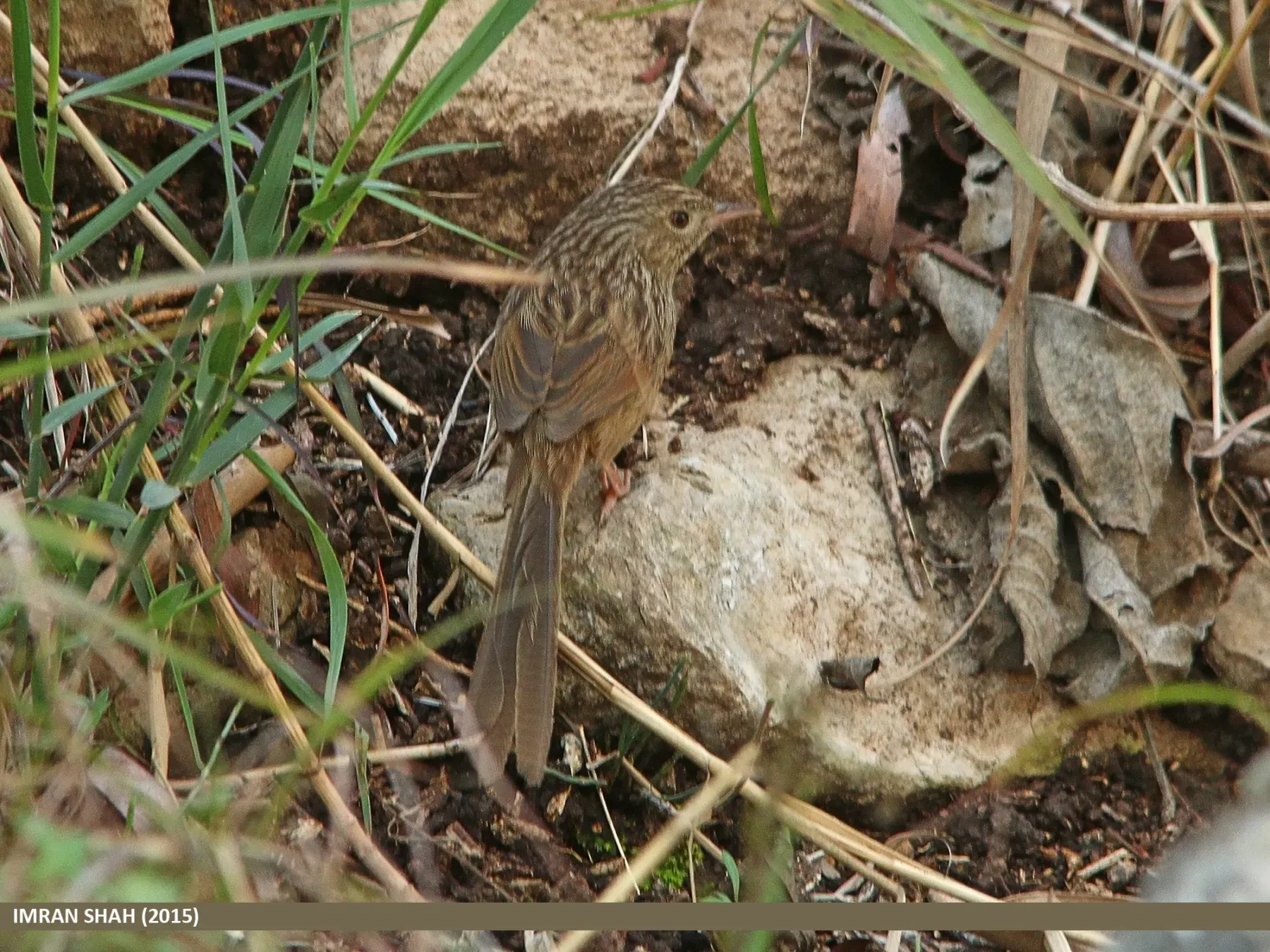 File:Striated Prinia (Prinia crinigera) (20578742905).jpg