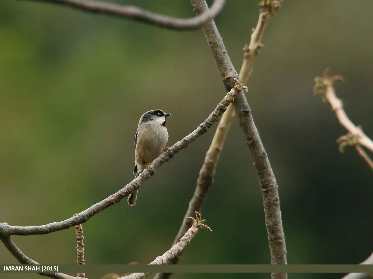 File:White-cheeked Bushtit (Aegithalos leucogenys) (20390439028).jpg