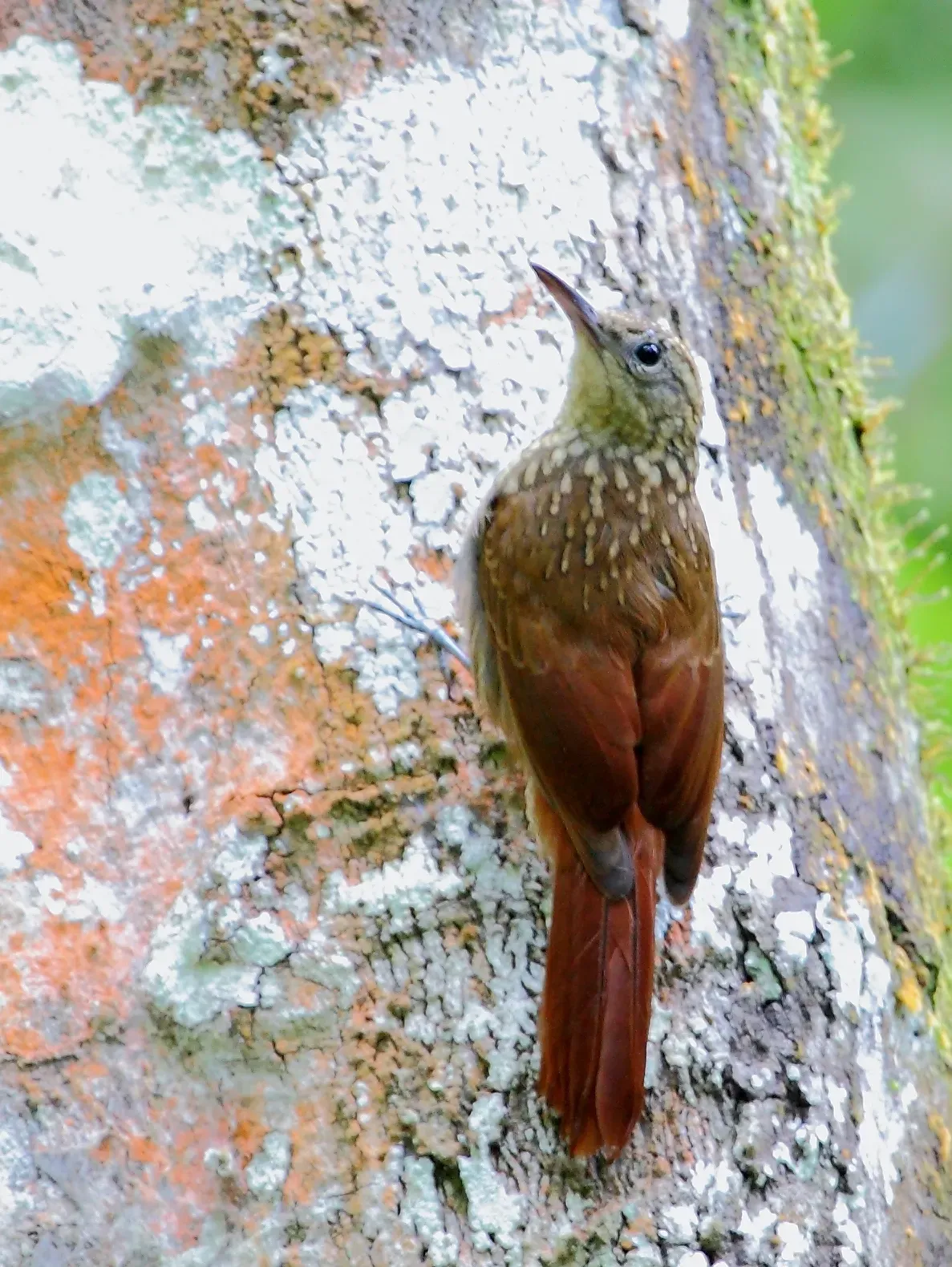 File:Xiphorhynchus atlanticus - Atlantic Woodcreeper; Guaramiranga, Ceará, Brazil.jpg