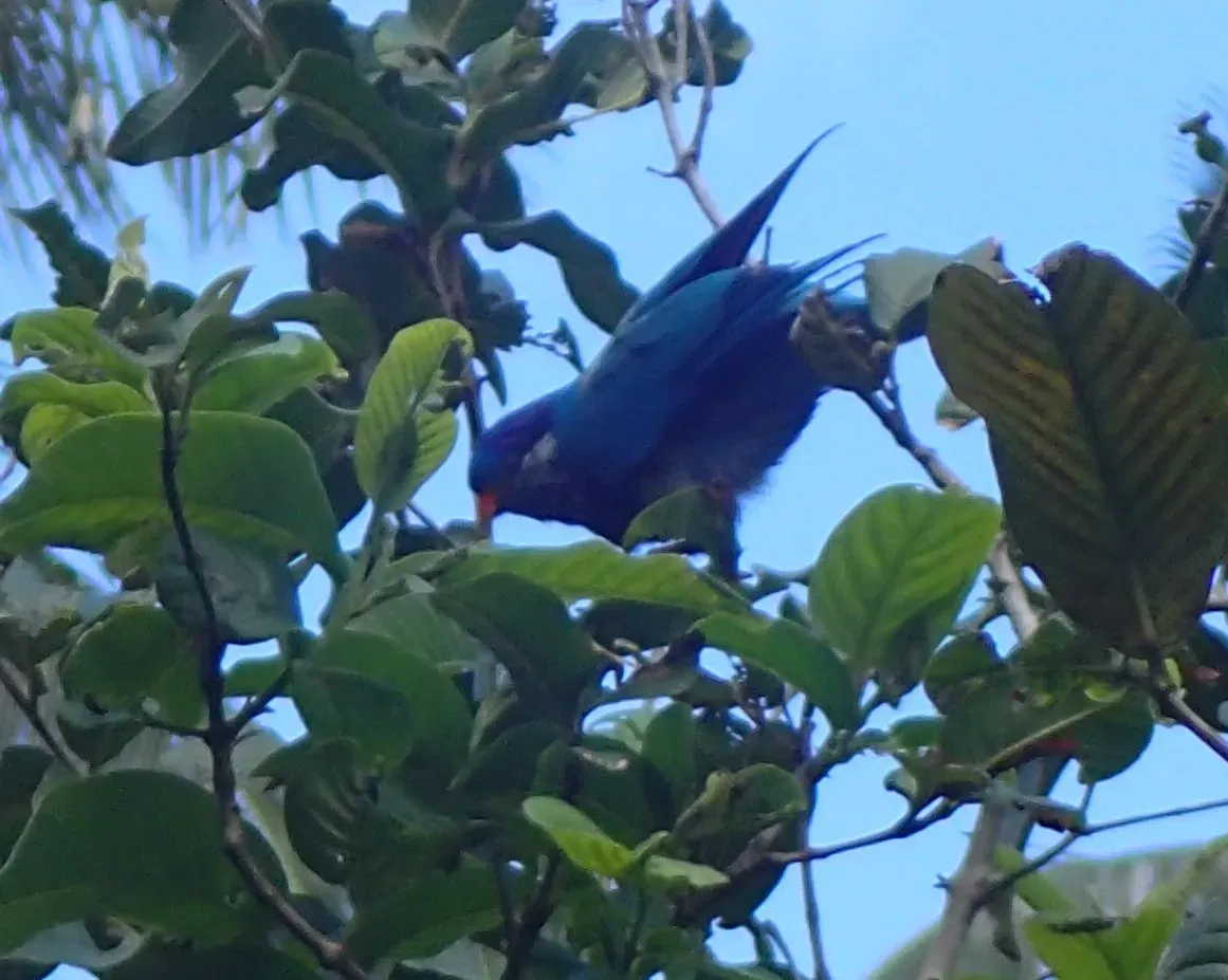 File:Vini Ultramarina - Ua Huka - Hane - Marquesas Islands.jpg