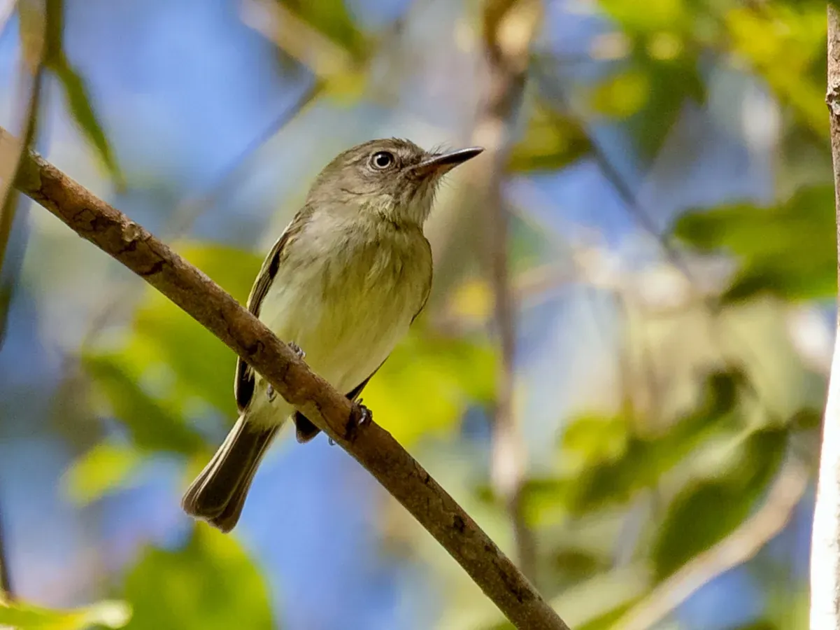 File:Hemitriccus minimus - Zimmer's Tody-Tyrant, Carajas National Forest, Pará, Brazil.jpg