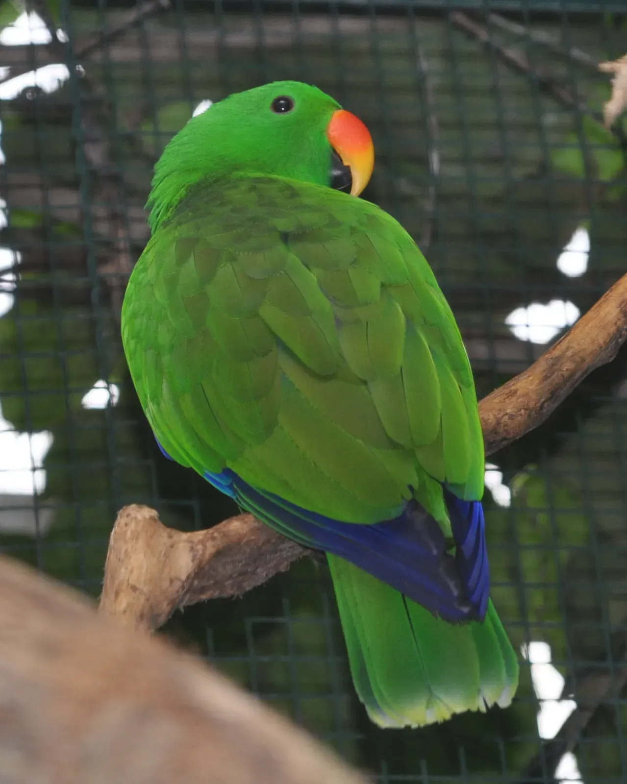 File:Eclectus roratus polychloros qtl2.jpg