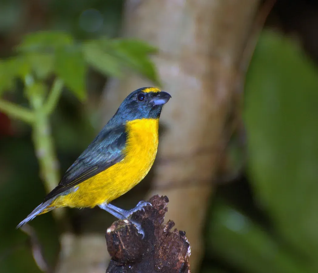 File:CAIS-CAIS (Euphonia chalybea).jpg