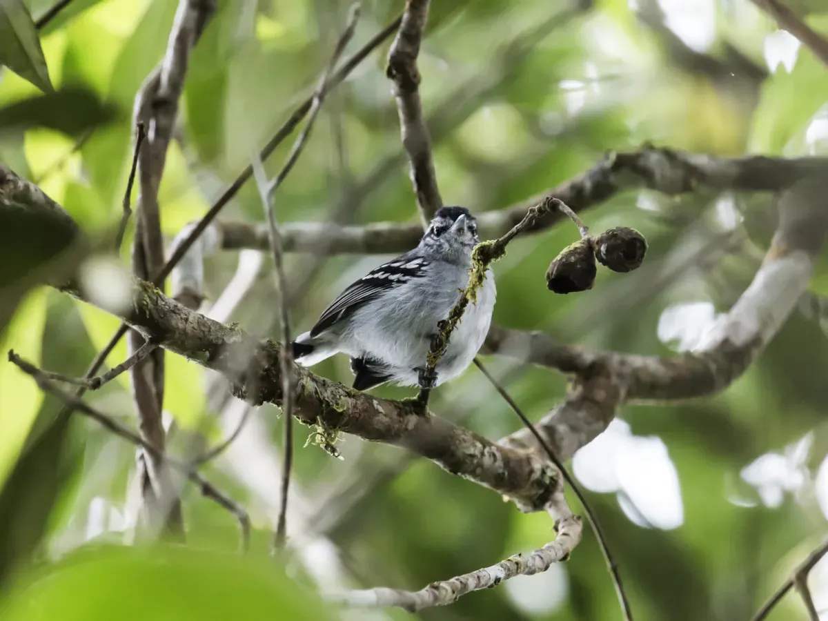 File:Herpsilochmus parkeri - Ash-throated-Antwren.jpg