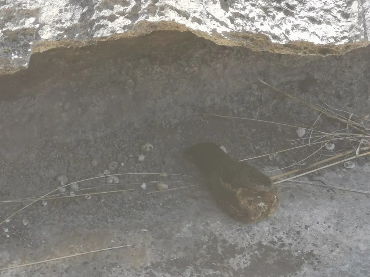 File:Caprimulgus madagascariensis 2019-10-05.jpg