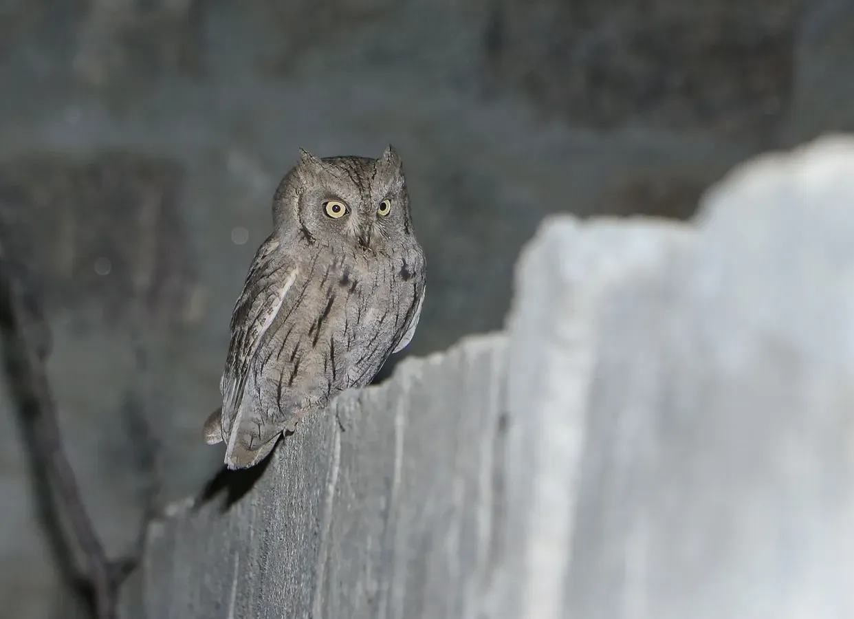 File:Pallid Scops-owl (Otus brucei).jpg