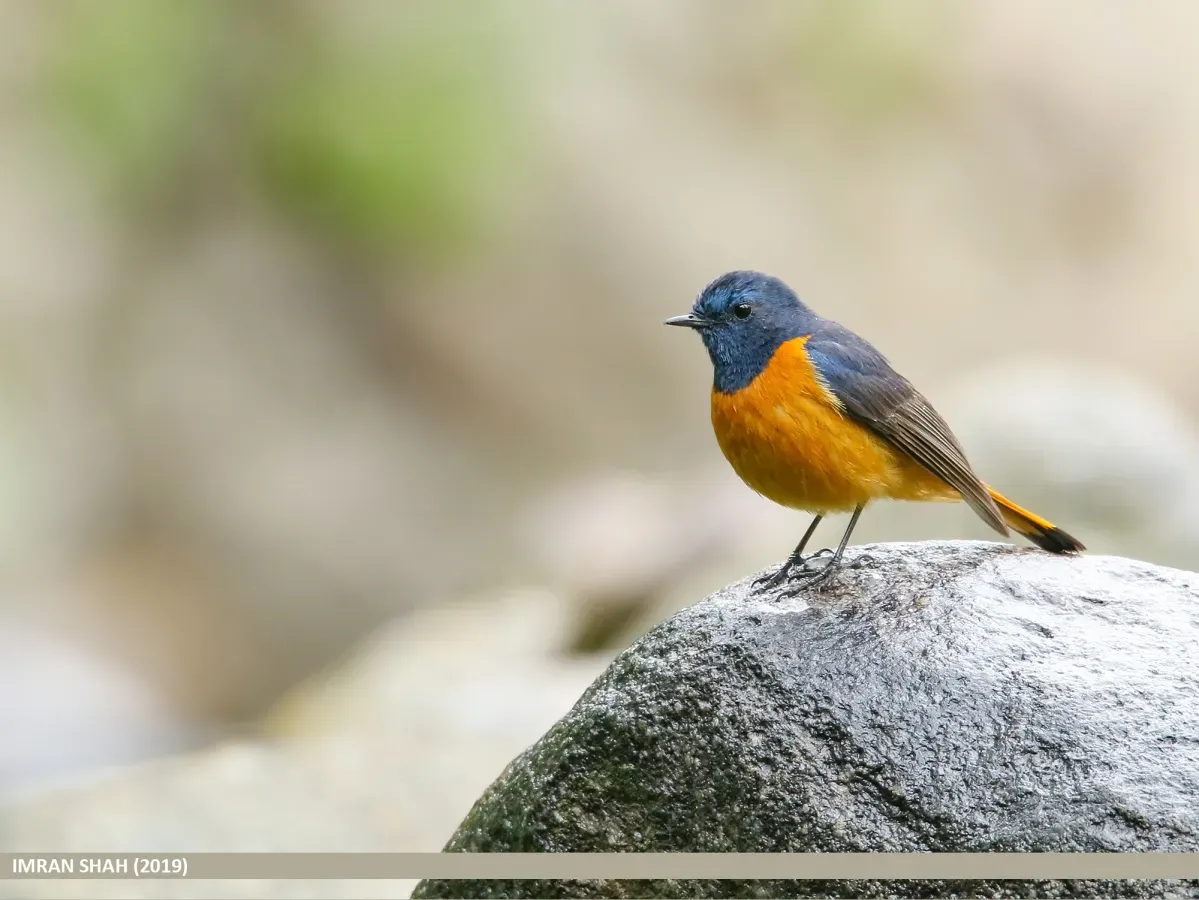 File:Blue-fronted Redstart (Phoenicurus frontalis).jpg