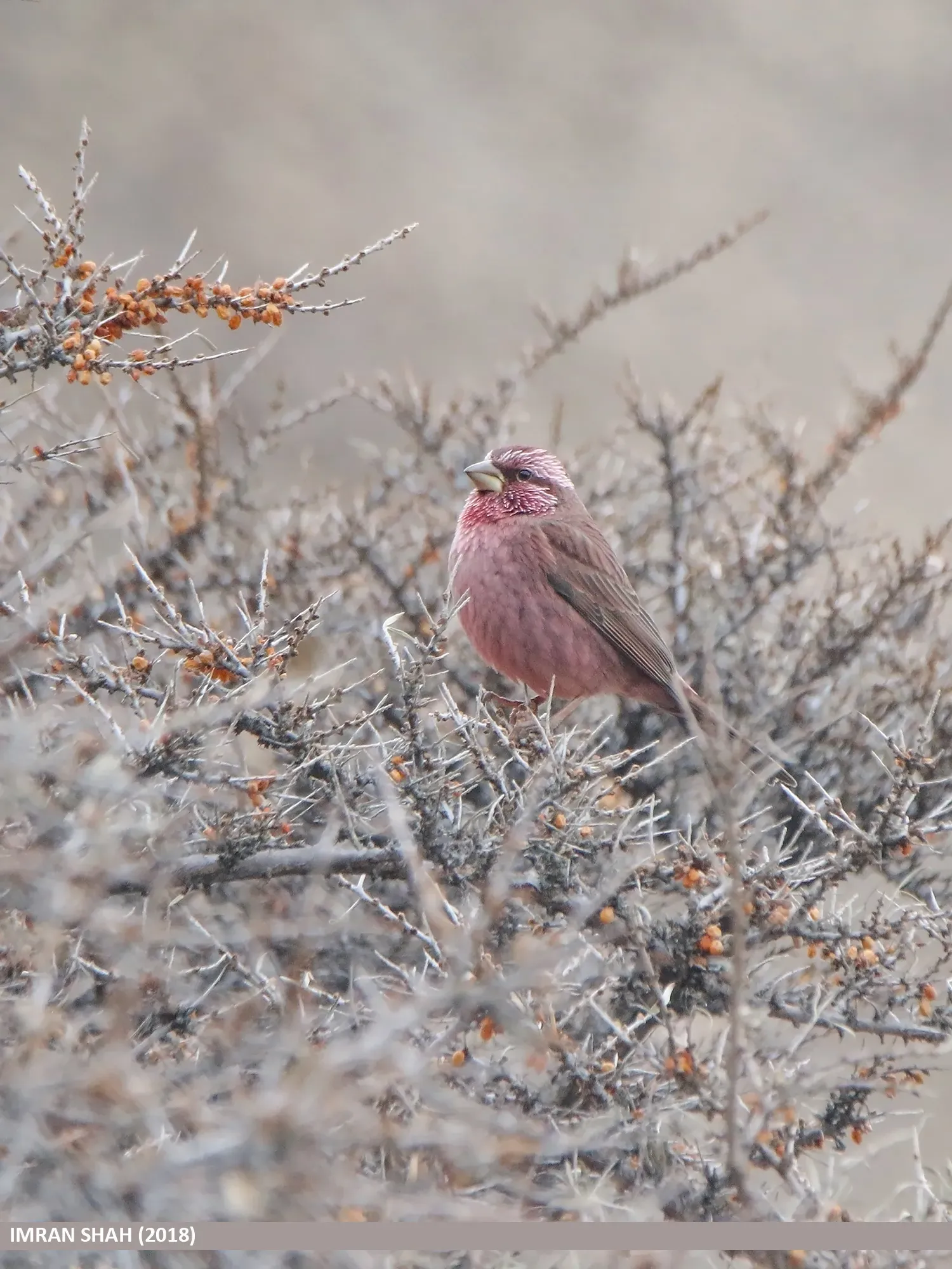 File:Red-Mantled Rosefinch (Carpodacus rhodochlamys).jpg
