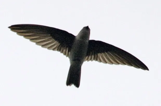 File:AerodramusFuciphagus.LipKee (cropped).jpg