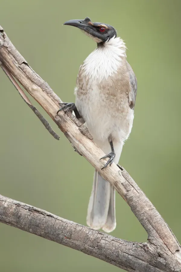 File:Philemon corniculatus - Glen Davis.jpg