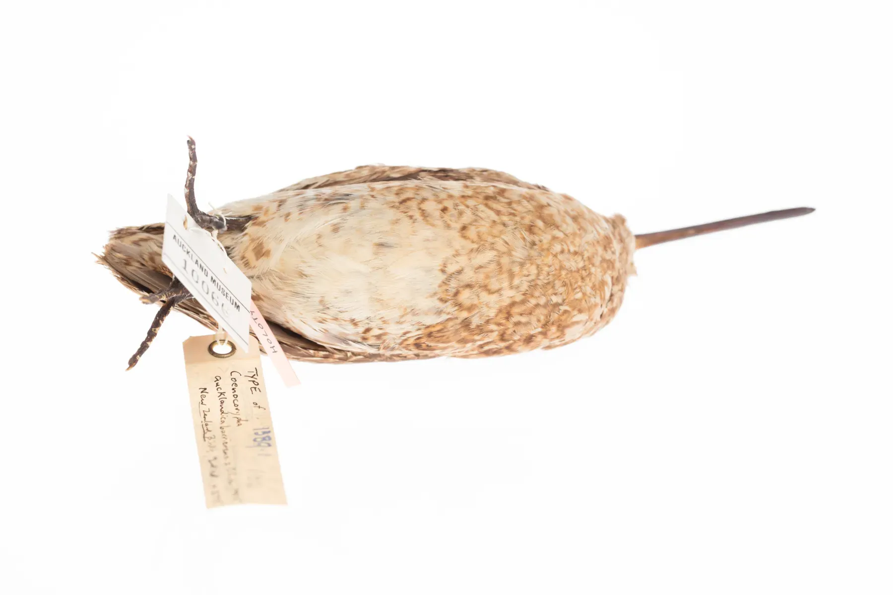 File:Coenocorypha barrierensis (AM LB10066-4).jpg