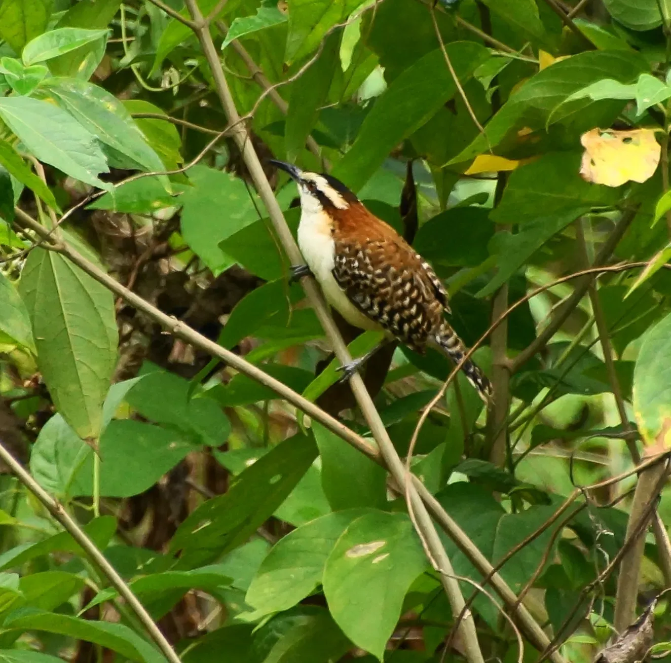 File:Campylorhynchus capistratus, Costa Rica (8469663372).jpg