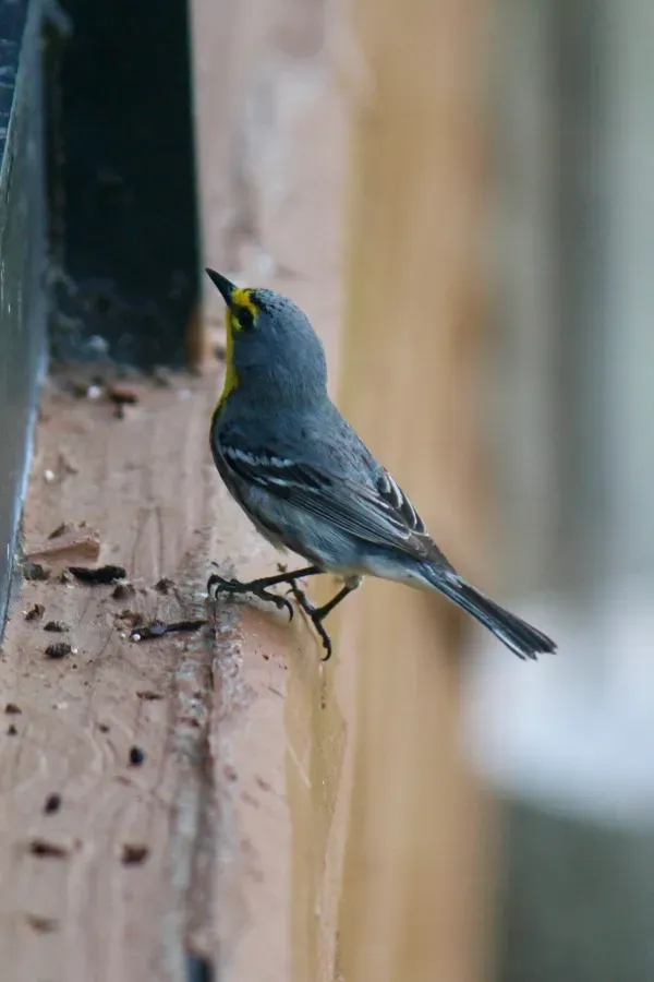 File:Grace’s Warbler - Setophaga graciae (32826817514).jpg