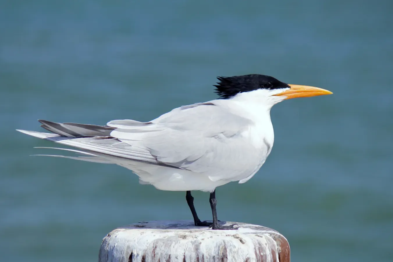 File:Royal Tern - Thalasseus maximus (33285813120).jpg