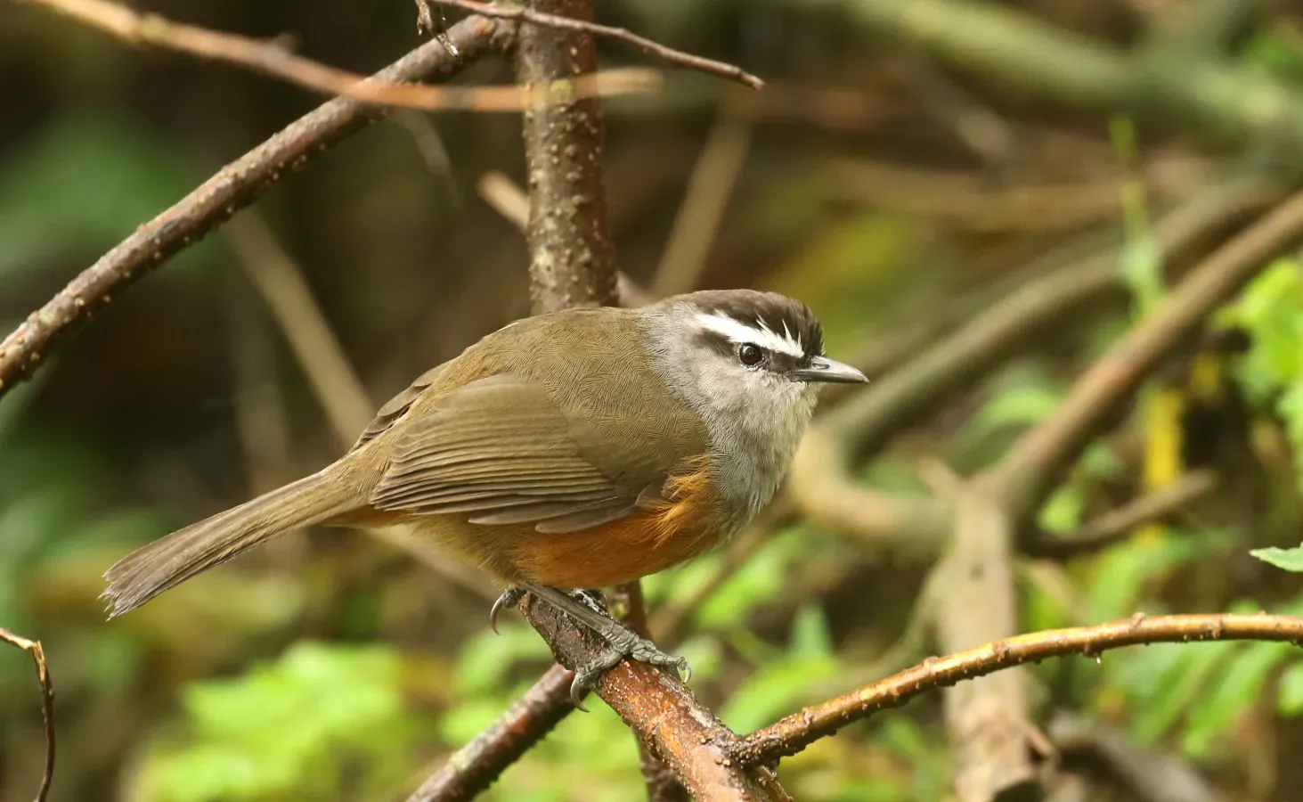 File:Montecincla fairbanki-Kerala laughingthrush.jpg