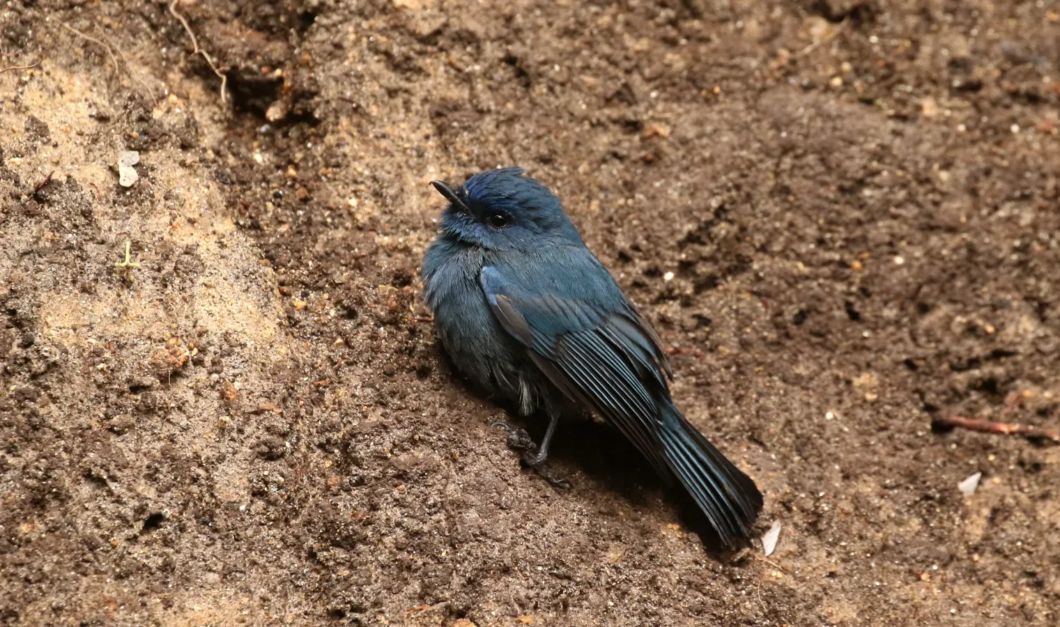 File:Eumyias albicaudatus-Nilgiri flycatcher.jpg