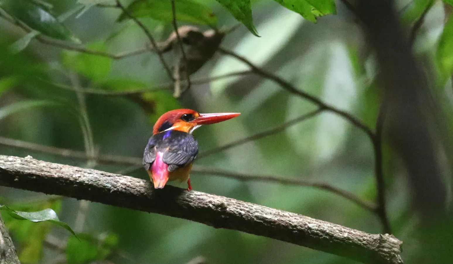 File:Ceyx erithaca-Oriental dwarf kingfisher.jpg