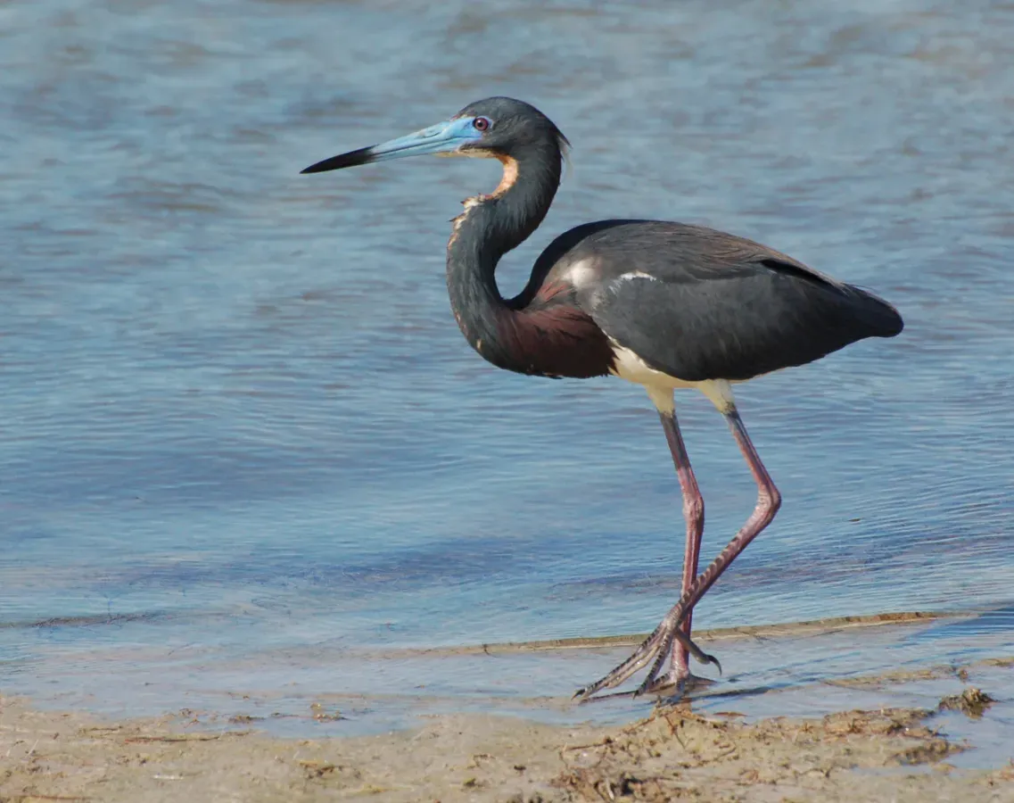 File:Egretta tricolor, Marco Island, Florida.jpg